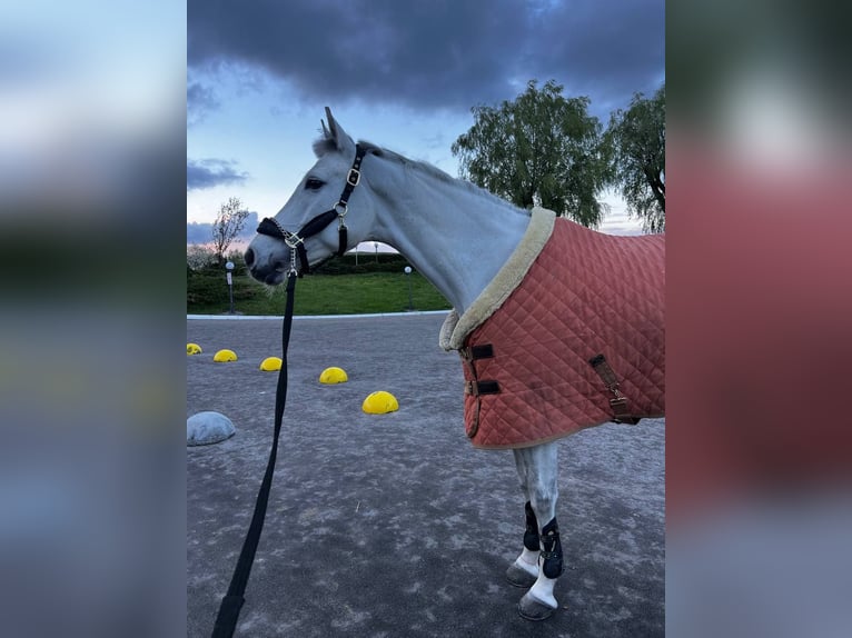 Hannoveraner Stute 9 Jahre 165 cm Schimmel in &#1050;&#1080;&#1111;&#1074;