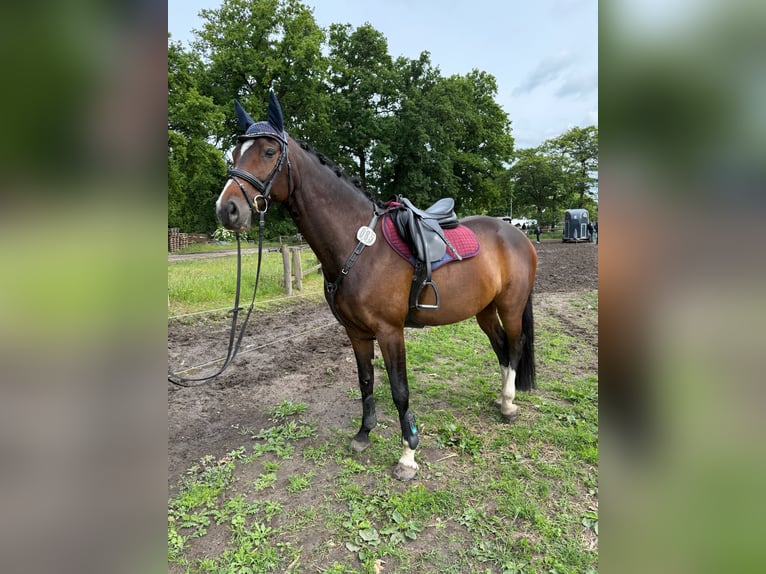 Hannoveraner Stute 9 Jahre 165 cm Schwarzbrauner in Hambergen
