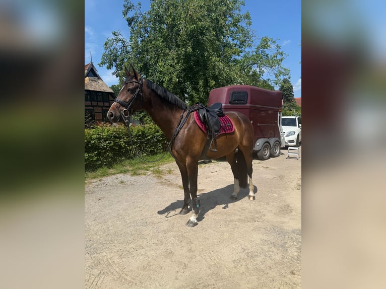 Hannoveraner Stute 9 Jahre 165 cm Schwarzbrauner in Hambergen