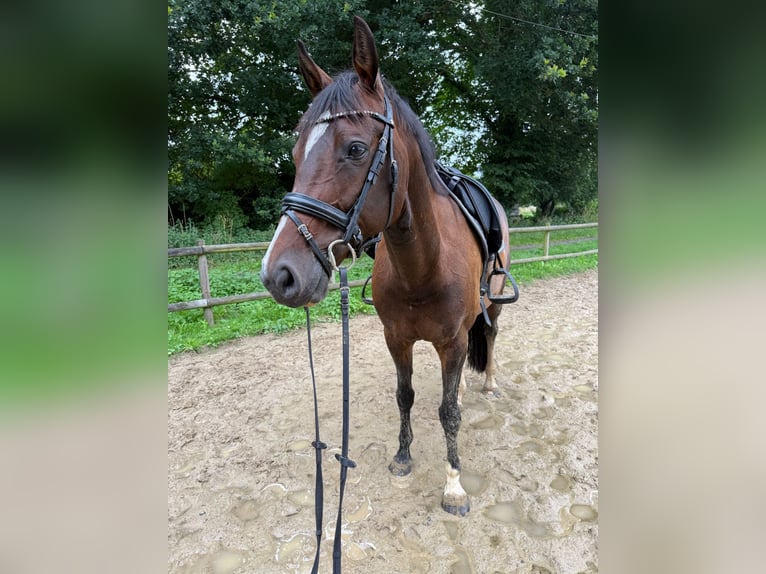Hannoveraner Stute 9 Jahre 165 cm Schwarzbrauner in Hambergen