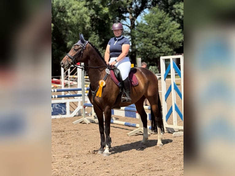 Hannoveraner Stute 9 Jahre 165 cm Schwarzbrauner in Hambergen