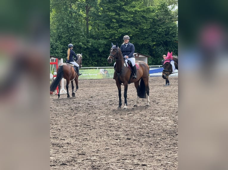 Hannoveraner Stute 9 Jahre 165 cm Schwarzbrauner in Hambergen