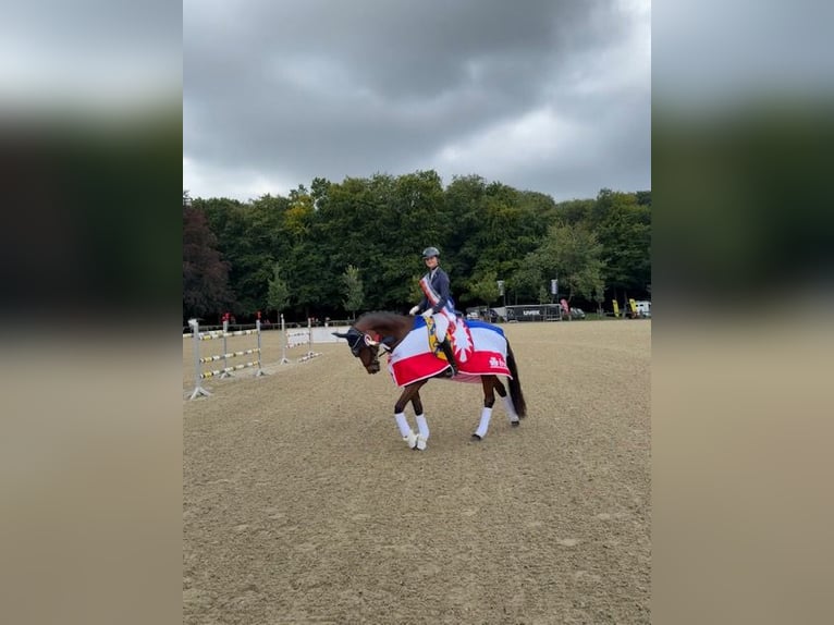 Hannoveraner Stute 9 Jahre 166 cm Brauner in Hoffeld