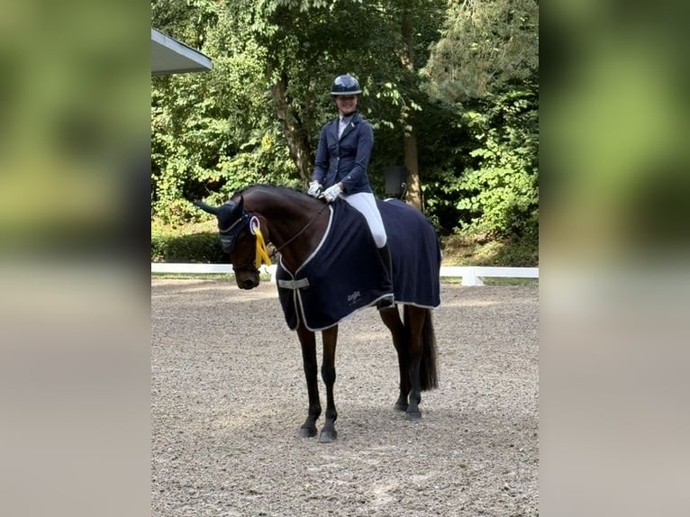 Hannoveraner Stute 9 Jahre 166 cm Brauner in Hoffeld