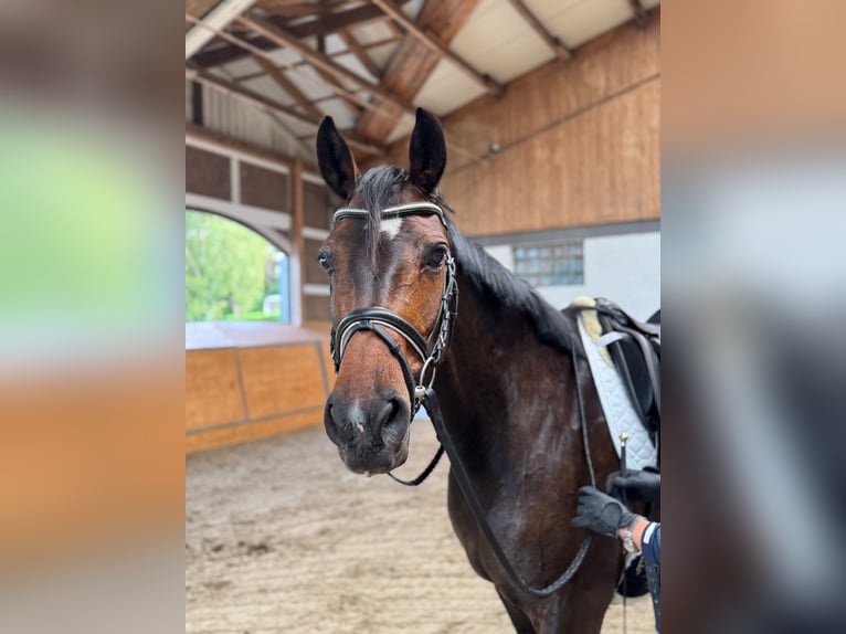 Hannoveraner Stute 9 Jahre 166 cm Dunkelbrauner in Drochtersen