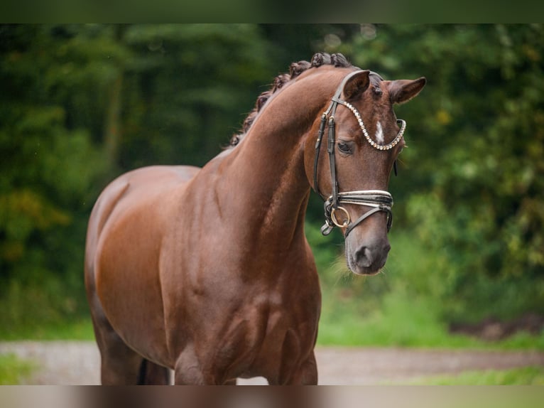 Hannoveraner Stute 9 Jahre 166 cm Dunkelfuchs in Wehringen