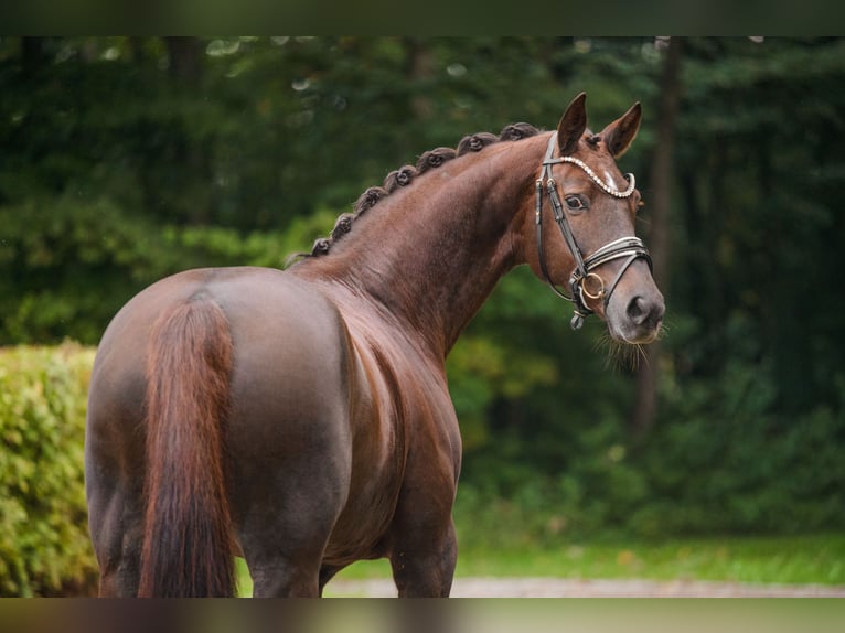 Hannoveraner Stute 9 Jahre 166 cm Dunkelfuchs in Wehringen