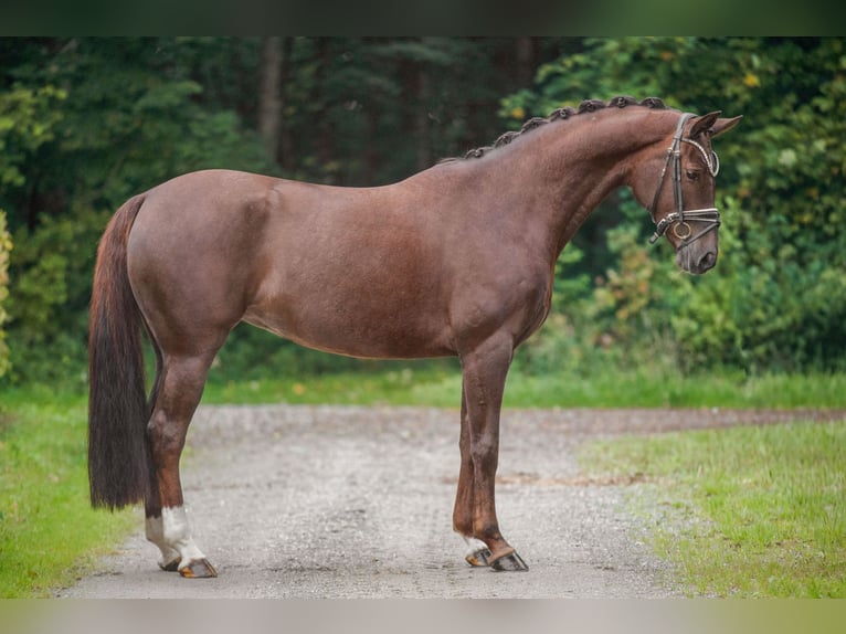 Hannoveraner Stute 9 Jahre 166 cm Dunkelfuchs in Wehringen