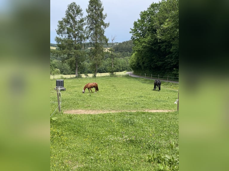 Hannoveraner Stute 9 Jahre 166 cm Rappe in Zerf