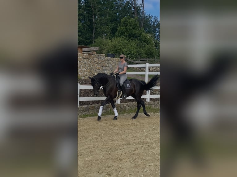 Hannoveraner Stute 9 Jahre 166 cm Rappe in Zerf