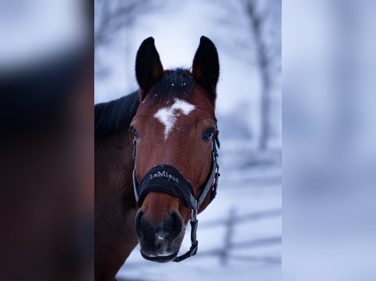 Hannoveraner Stute 9 Jahre 167 cm Brauner in Aukrug