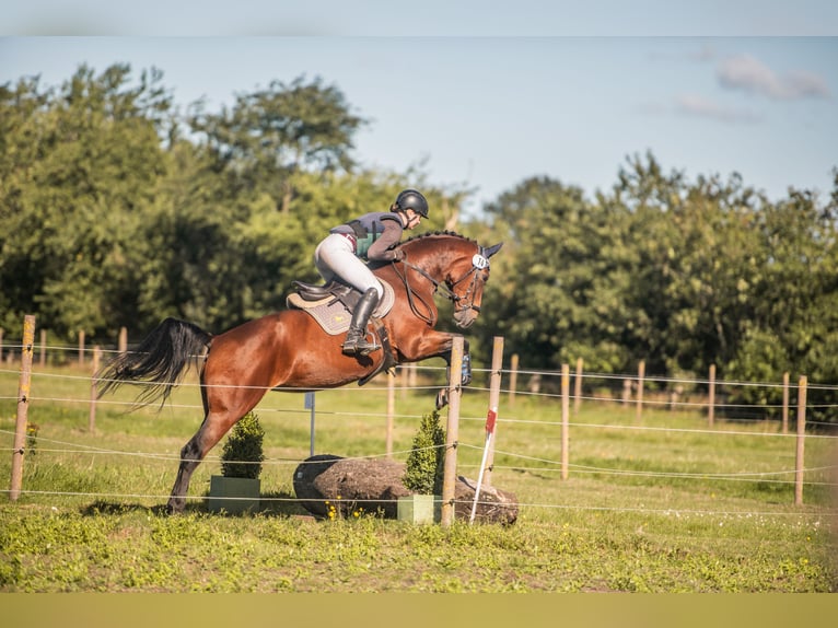 Hannoveraner Stute 9 Jahre 167 cm Brauner in Aukrug