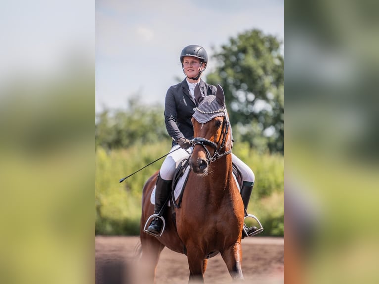 Hannoveraner Stute 9 Jahre 167 cm Brauner in Aukrug