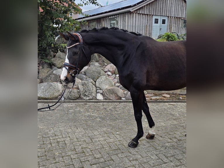 Hannoveraner Stute 9 Jahre 167 cm Brauner in Gnarrenburg