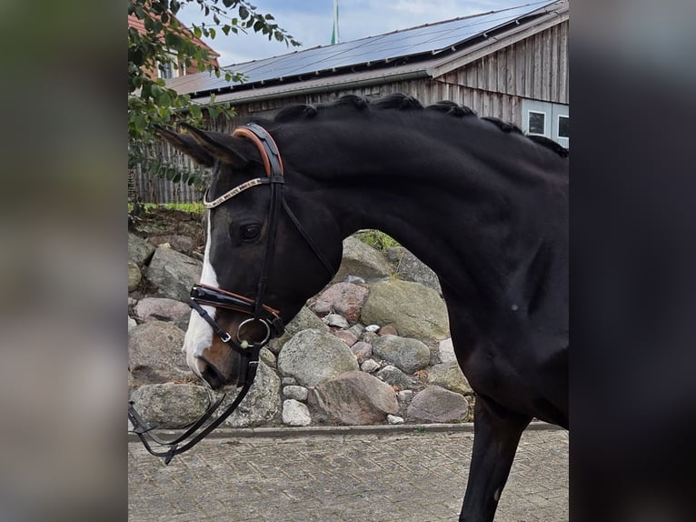 Hannoveraner Stute 9 Jahre 167 cm Brauner in Gnarrenburg