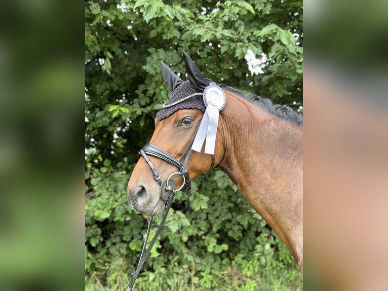 Hannoveraner Stute 9 Jahre 167 cm Brauner in Gauting