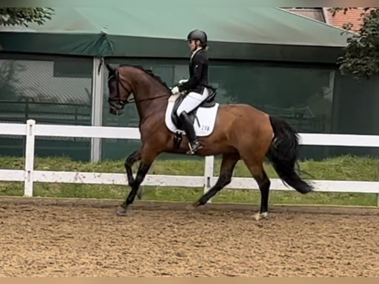 Hannoveraner Stute 9 Jahre 167 cm Brauner in Gauting
