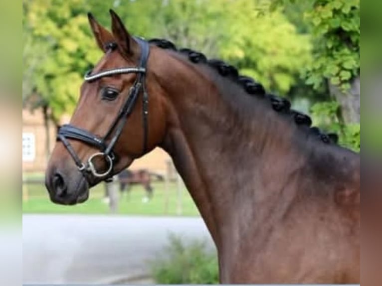 Hannoveraner Stute 9 Jahre 167 cm Brauner in Wolfsbach