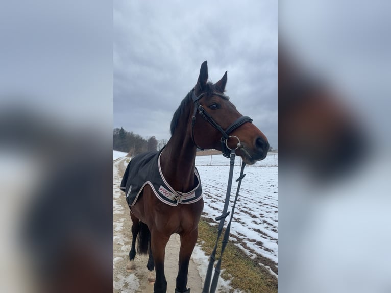 Hannoveraner Stute 9 Jahre 167 cm Brauner in Kösching