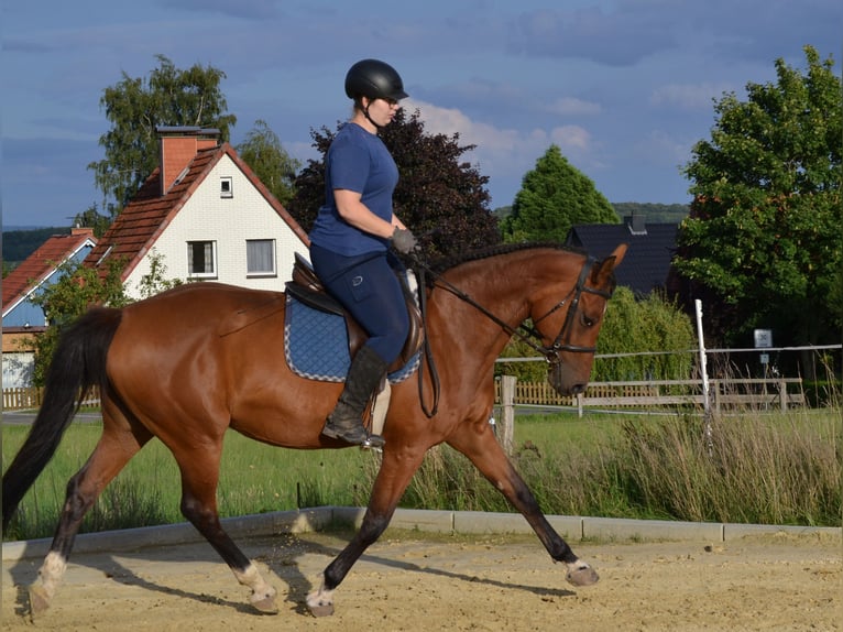 Hannoveraner Stute 9 Jahre 167 cm Brauner in Gleichen