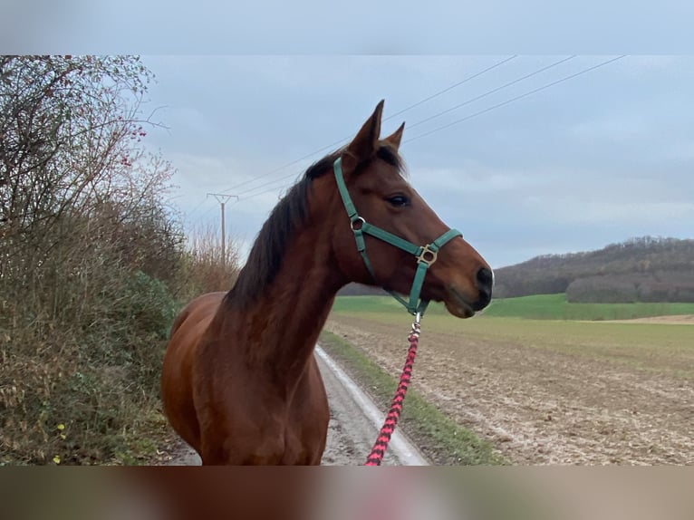 Hannoveraner Stute 9 Jahre 167 cm Brauner in Gleichen