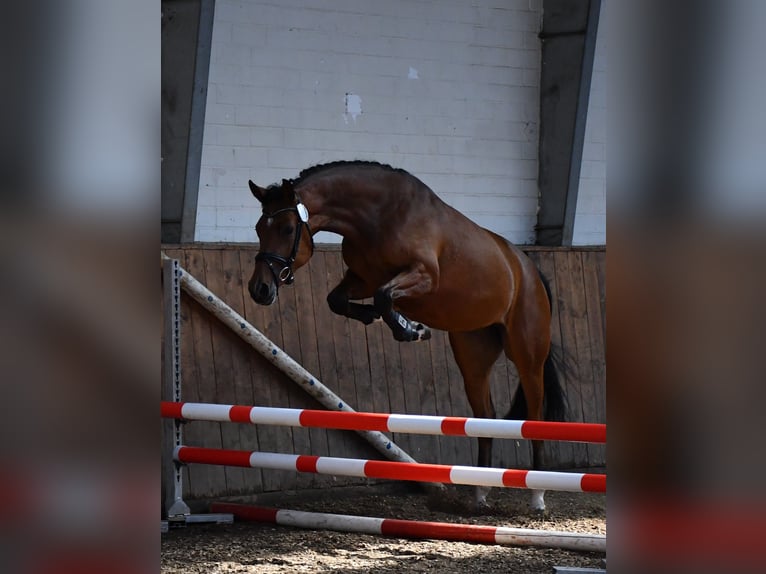 Hannoveraner Stute 9 Jahre 167 cm Brauner in Gleichen