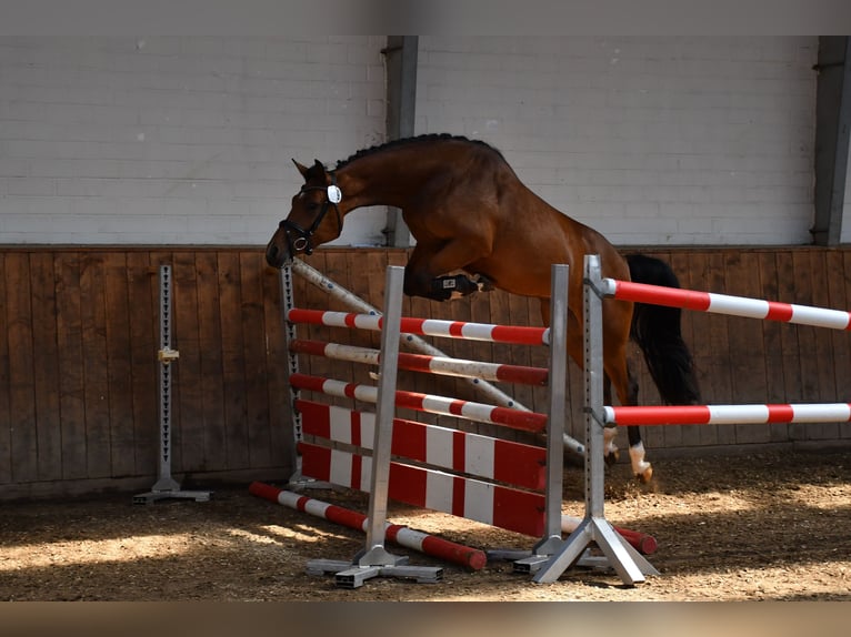 Hannoveraner Stute 9 Jahre 167 cm Brauner in Gleichen