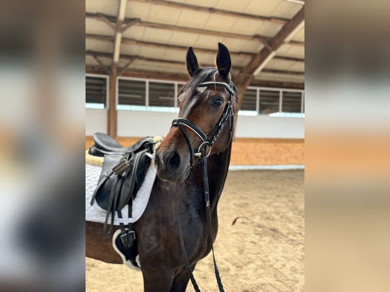 Hannoveraner Stute 9 Jahre 167 cm Dunkelbrauner in Drochtersen