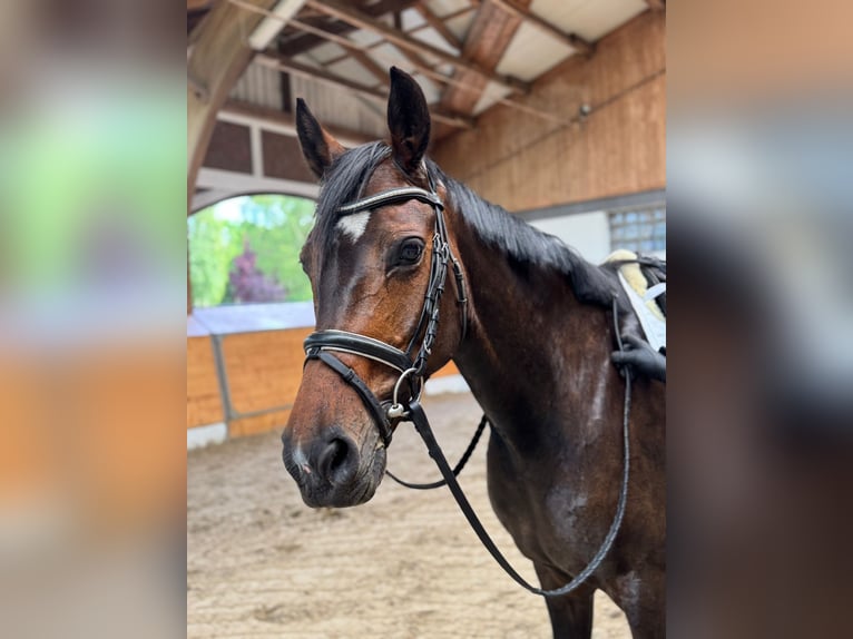 Hannoveraner Stute 9 Jahre 167 cm Dunkelbrauner in Drochtersen