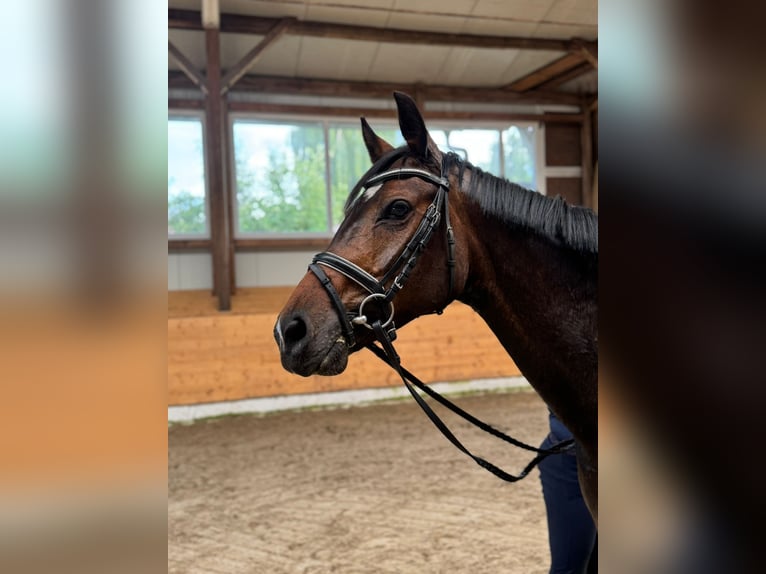 Hannoveraner Stute 9 Jahre 167 cm Dunkelbrauner in Drochtersen