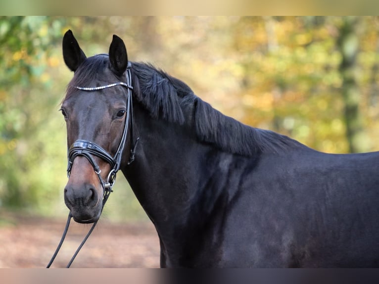 Hannoveraner Stute 9 Jahre 167 cm Dunkelbrauner in Wuppertal