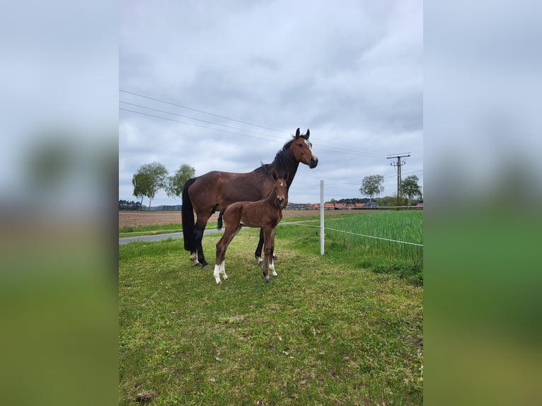 Hannoveraner Stute 9 Jahre 167 cm Dunkelbrauner in Wrestedt