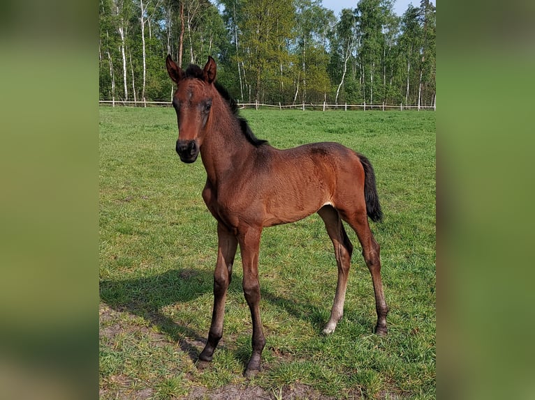 Hannoveraner Stute 9 Jahre 167 cm Dunkelfuchs in Gifhorn