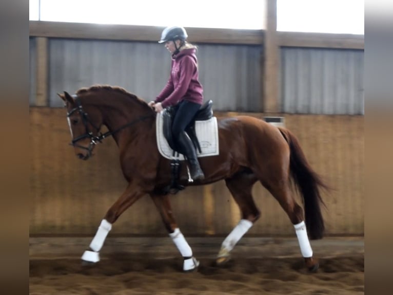 Hannoveraner Stute 9 Jahre 167 cm Fuchs in Fredenbeck