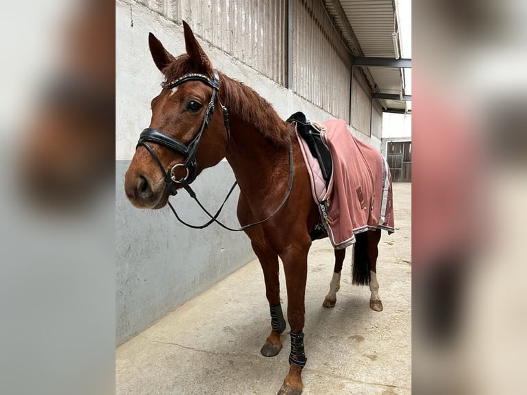 Hannoveraner Stute 9 Jahre 167 cm Fuchs in Overath