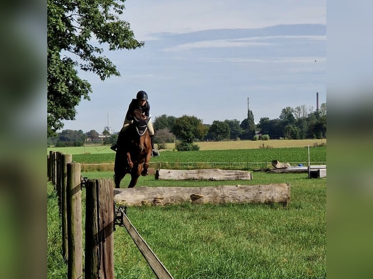 Hannoveraner Stute 9 Jahre 167 cm Fuchs in Overath