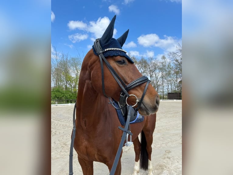 Hannoveraner Stute 9 Jahre 167 cm Fuchs in Overath