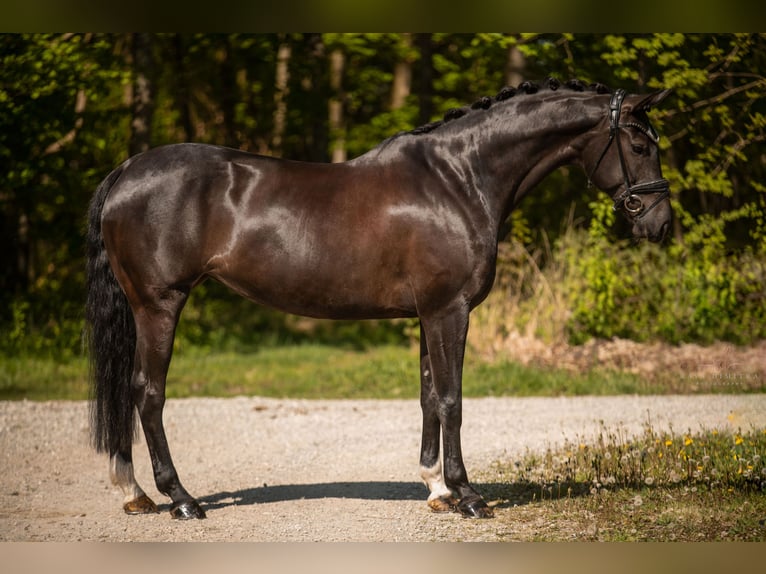 Hannoveraner Stute 9 Jahre 167 cm Schwarzbrauner in Wehringen