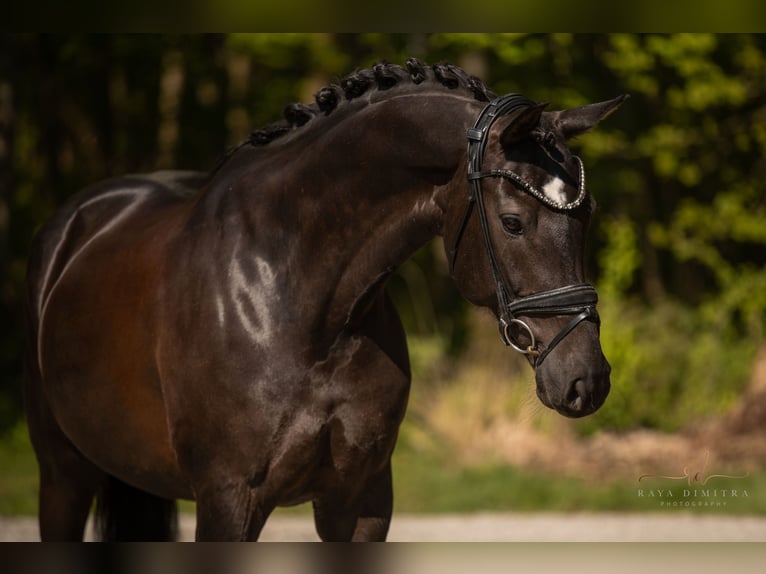 Hannoveraner Stute 9 Jahre 167 cm Schwarzbrauner in Wehringen
