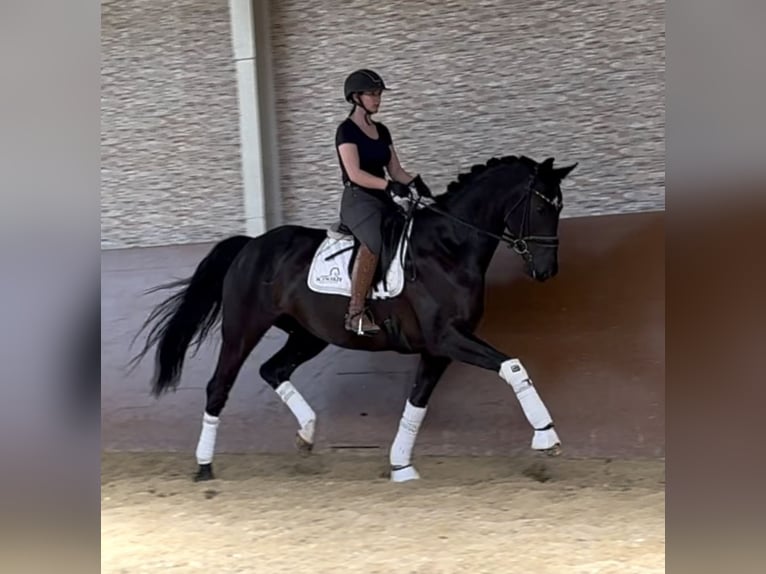 Hannoveraner Stute 9 Jahre 167 cm Schwarzbrauner in Wehringen