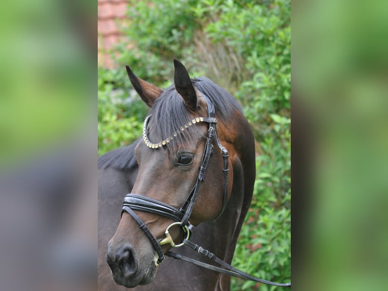Hannoveraner Stute 9 Jahre 167 cm Schwarzbrauner in Ankum