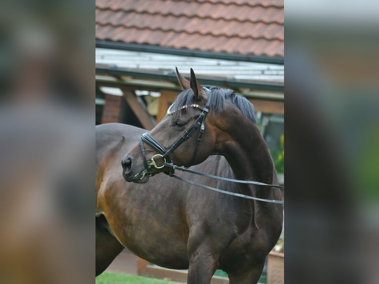 Hannoveraner Stute 9 Jahre 167 cm Schwarzbrauner in Ankum
