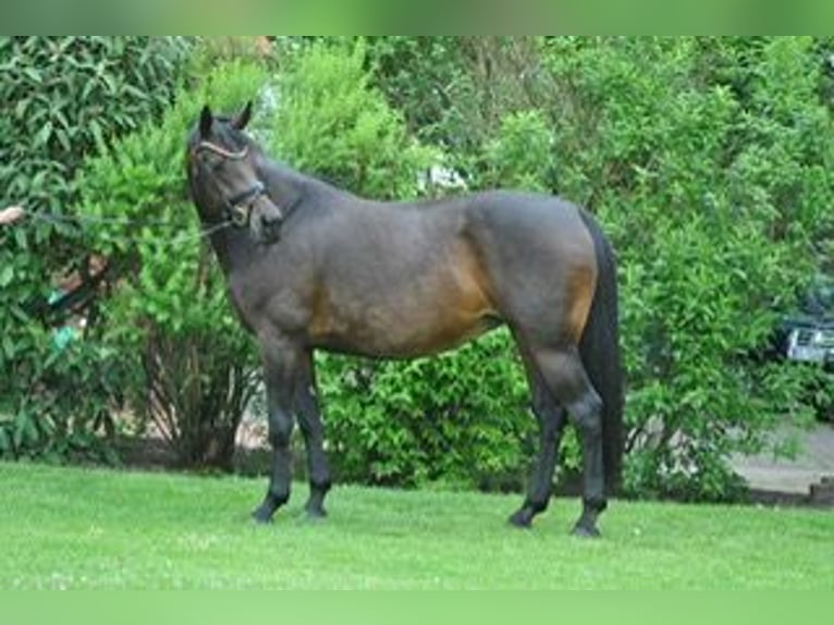 Hannoveraner Stute 9 Jahre 167 cm Schwarzbrauner in Ankum