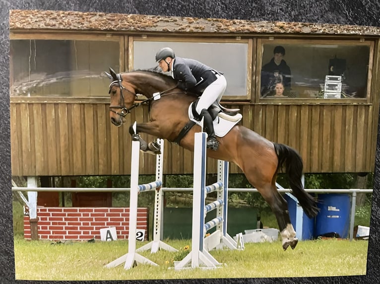 Hannoveraner Stute 9 Jahre 168 cm Brauner in Hittbergen