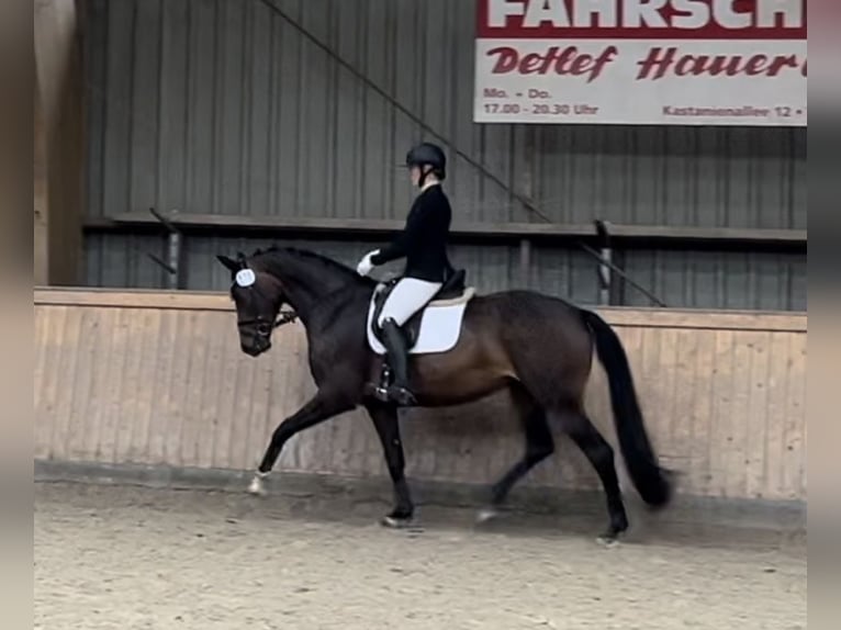 Hannoveraner Stute 9 Jahre 168 cm Brauner in Schneverdingen