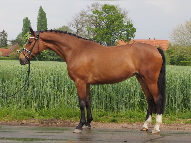 Hannoveraner Stute 9 Jahre 168 cm Brauner in Bramsche