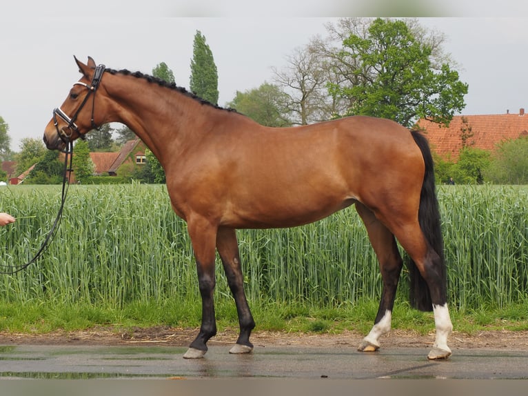 Hannoveraner Stute 9 Jahre 168 cm Brauner in Bramsche