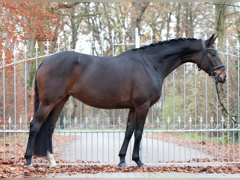 Hannoveraner Stute 9 Jahre 168 cm Dunkelbrauner in Niederkassel