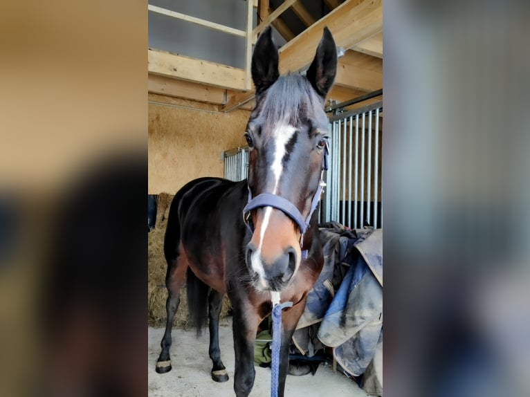 Hannoveraner Stute 9 Jahre 168 cm Dunkelbrauner in Gnarrenburg