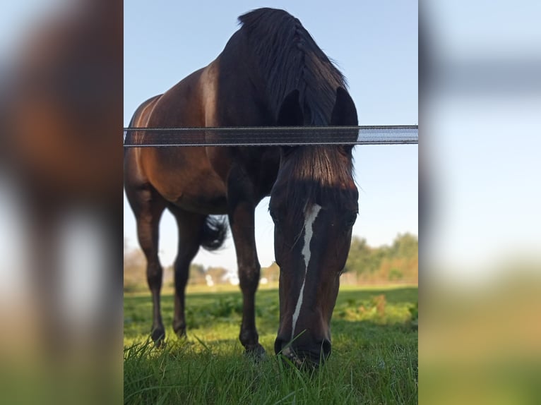 Hannoveraner Stute 9 Jahre 168 cm Dunkelbrauner in Gnarrenburg